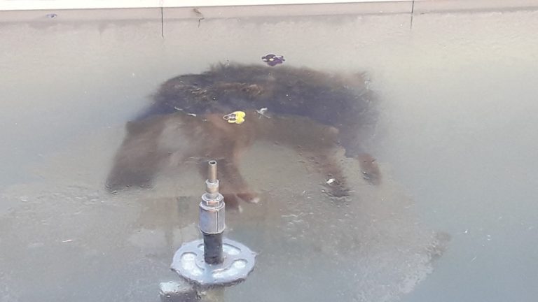 Conmoción en Bolivia por perro que quedó congelado en una fuente de agua: Temperatura bajó hasta los -9°