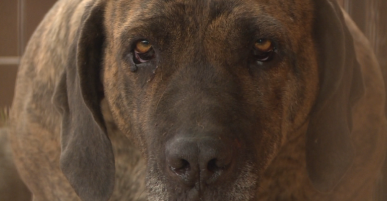 Dueña de perrita abandonada en La Florida entregó su testimonio