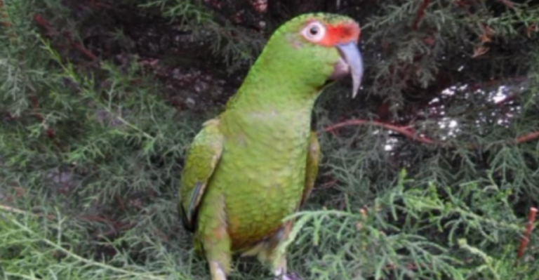 PDI realizó insólito operativo para incautar loro desde casa particular