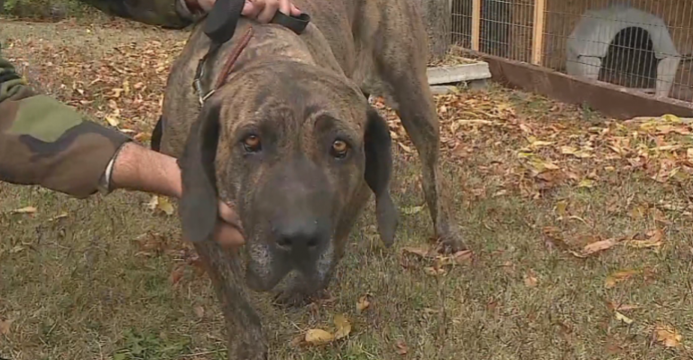 Abandono animal: Dueña de perrita la dejó amarrada a un poste y no regresó por ella