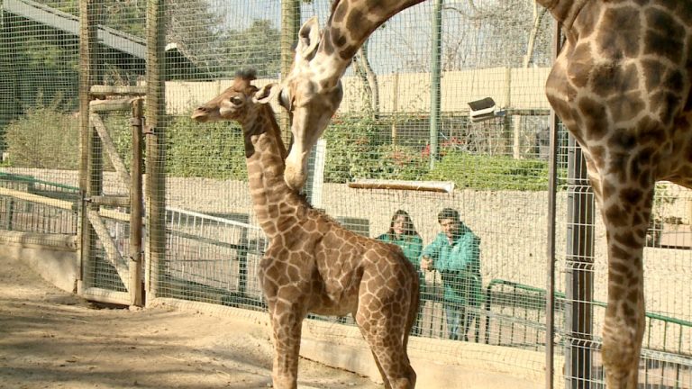Así fue el nacimiento de Zuri, la jirafa de 2 metros que vive en el Zoológico Metropolitano
