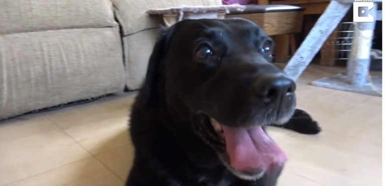 Perro se reencuentra con su dueño después de estar 9 años perdido