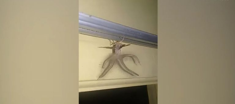 Con alas y 4 tentáculos: Captan extraño insecto al interior de una casa