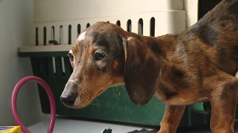 Estresados y desnutridos: Descubren criadero ilegal con más de 60 perros y gatos hacinados