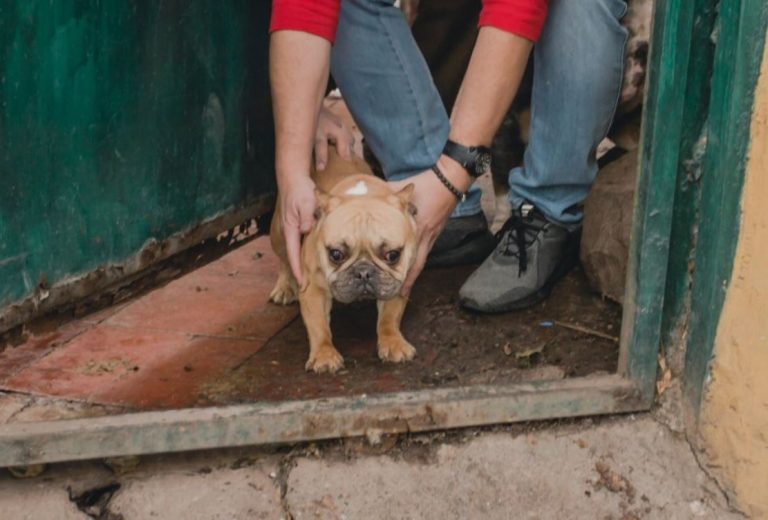 Publicaron fotografías de todos los animales rescatados en criadero ilegal en Providencia