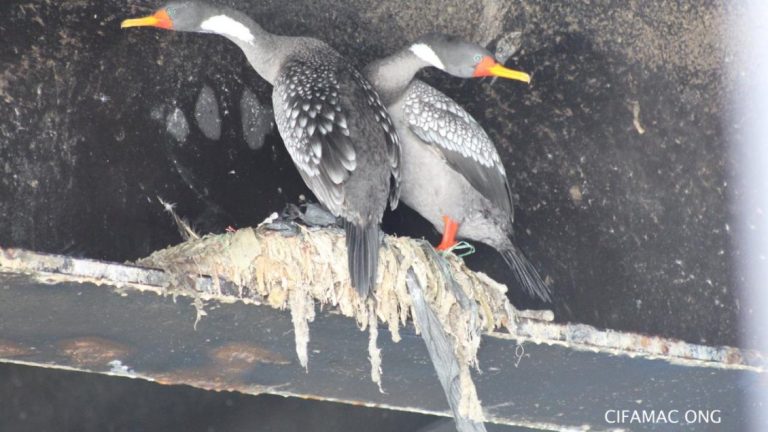 ONG detectó cerca de 200 nidos de aves creados con plásticos y desechos industriales en Mejillones