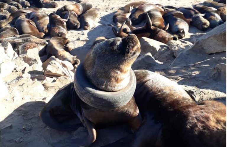 Impacto por imágenes que muestran a lobo marino con un neumático en su cuello
