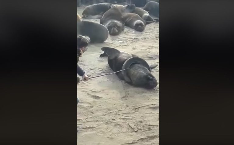 “Se desplaza libre y feliz”: Así lograron quitarle a lobo marino el neumático que tenía en su cuello