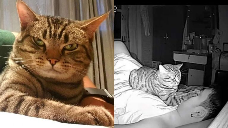 ¿Abrazando o matando lentamente? Cámara oculta captó lo que un gato le hacía a su dueño por la noche