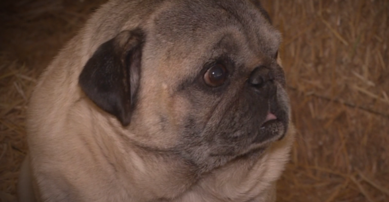 Insólito: Conoce la historia de Maxi el perro pug que es adicto a las drogas y el alcohol