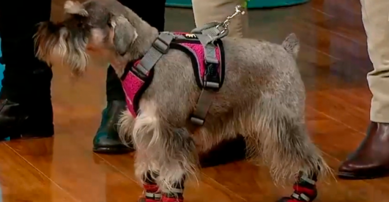 ¡Desfile de perritos! Estos son los mejores accesorios para pasear con tu mascota