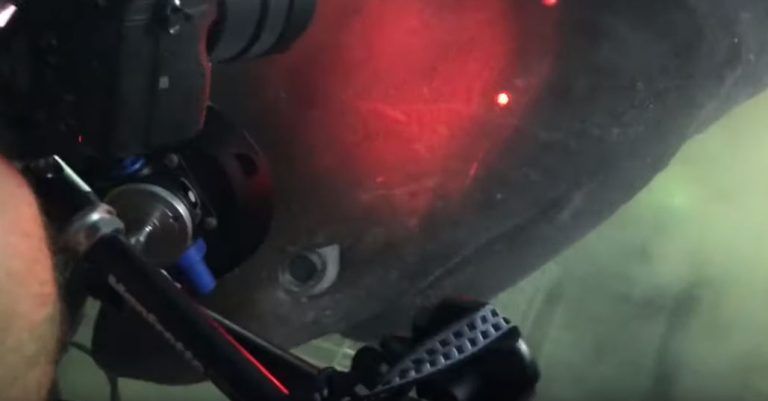 Captan “prehistórico” tiburón a más de 500 metros de profundidad en el Caribe