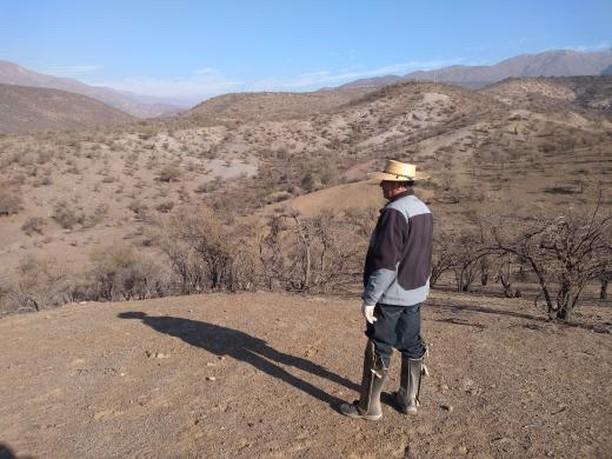 Casi 200 vacunos muertos: Pequeños ganaderos de Calle Larga claman por ayuda ante la extensa sequía