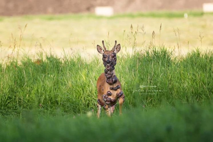La enfermedad que padece el ciervo con tumores en casi todo el cuerpo que ha conmovido al mundo