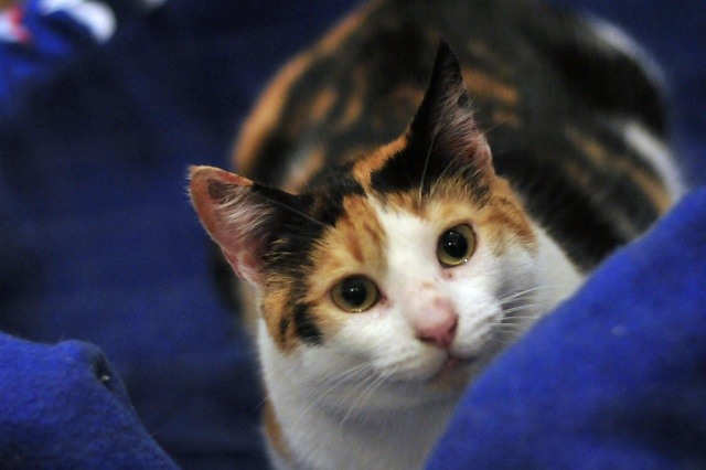 GatoFest 12: Todos los detalles de la fiesta de la adopción de felinos