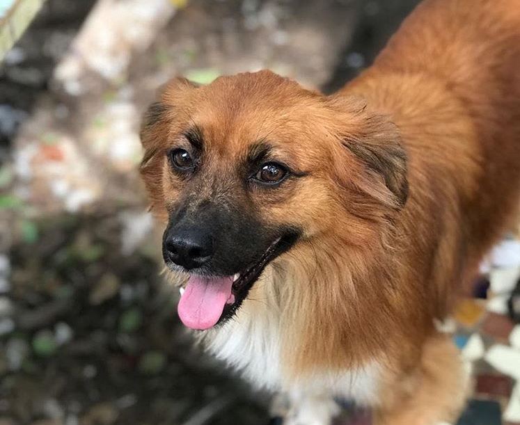 El primer cementerio metropolitano de mascotas se construirá en Maipú