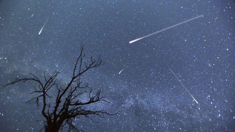 NASA revela foto de un grupo de vacas admirando una lluvia de estrellas