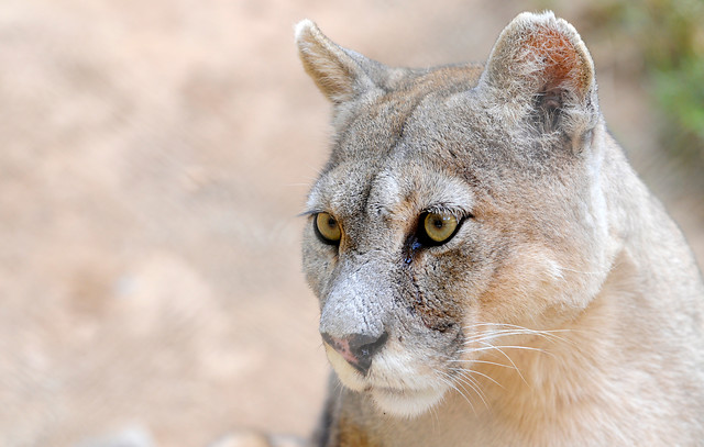 Puma muere tras ser atropellado en la Ruta 68