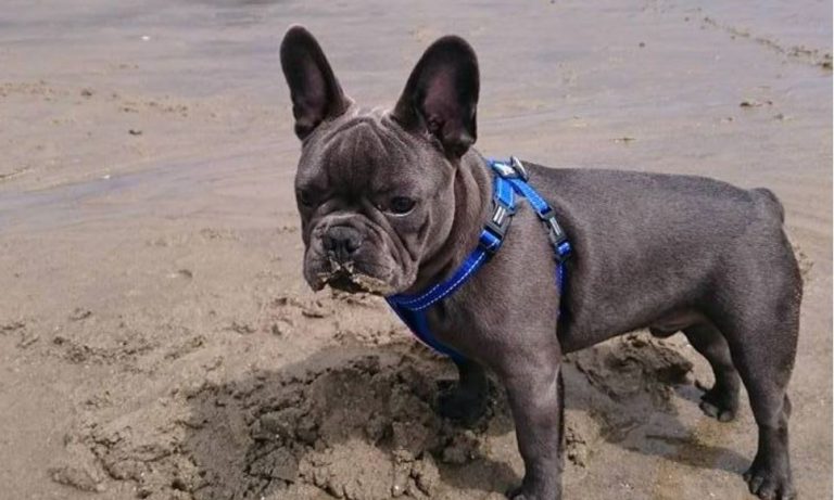 Perro murió 15 minutos después de que su dueño falleciera de cáncer