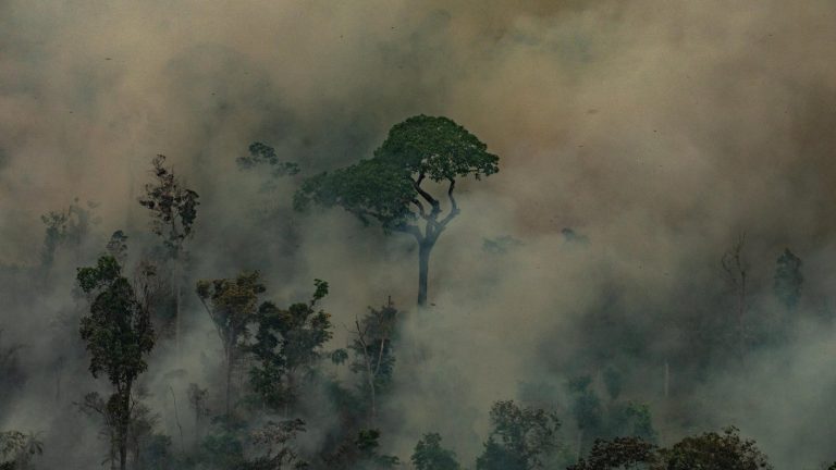 “Crimen ambiental”: Así calificó Greenpeace a los incendios en el Amazonas luego de sobrevolar la zona