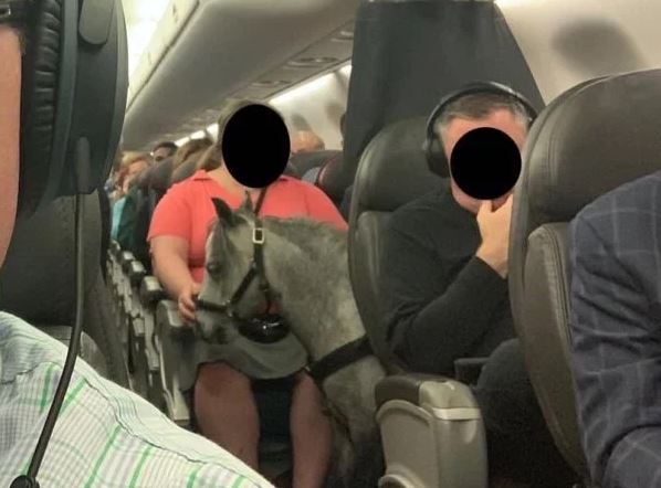 Con un caballo miniatura en el avión: Pasajeros comparten fotos de mujer que viajaba con el animal en su cabina