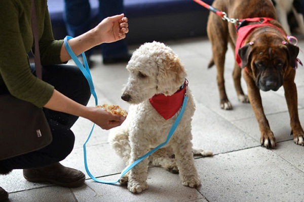 Perrut, la nueva plataforma que permite encontrar a los perros perdidos de forma rápida y sencilla