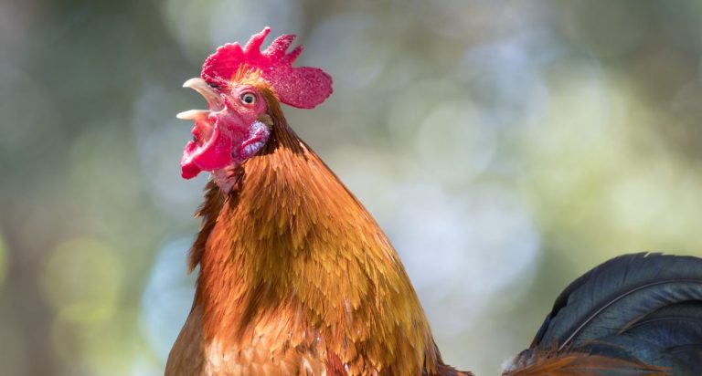 Vecinos llevaron a tribunales a gallo que los despertaba muy temprano: Justicia dijo que ave estaba en su derecho