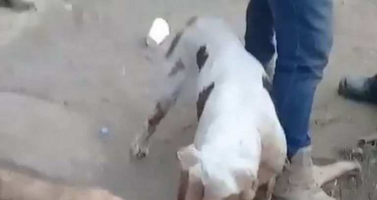 Narcos torturan a presunto violador dejando que un pitbull mutile sus genitales