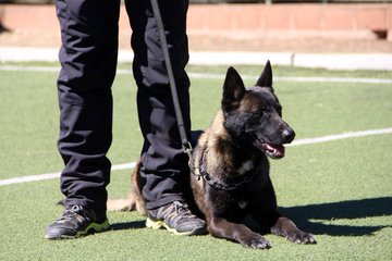 Entregarán dos perros guardianes a mujeres víctimas de violencia intrafamiliar en Quillota