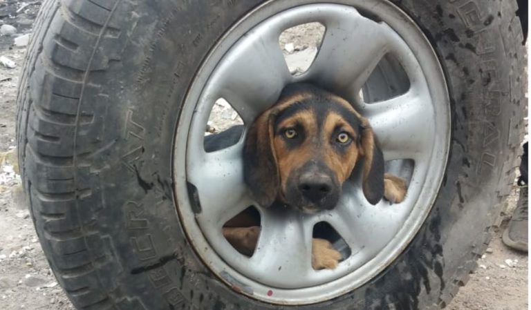Antofagasta: Perrita salvaje quedó con su cabeza atrapada en rueda de auto