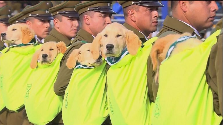 Así fue el paso de los cachorros de Carabineros que se robaron la atención en la Parada Militar 2019