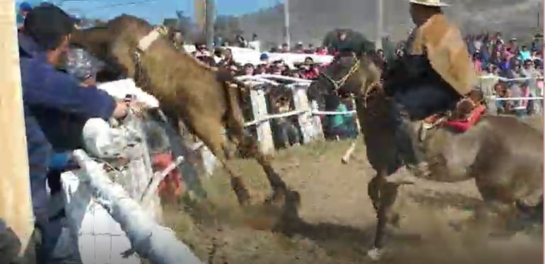 ¡Impactante! Toro escapa de medialuna y salta sobre los espectadores en Huasco