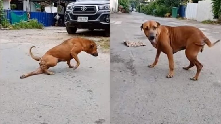 Perro finge tener problemas en una pierna para recibir cariño y alimento de la gente