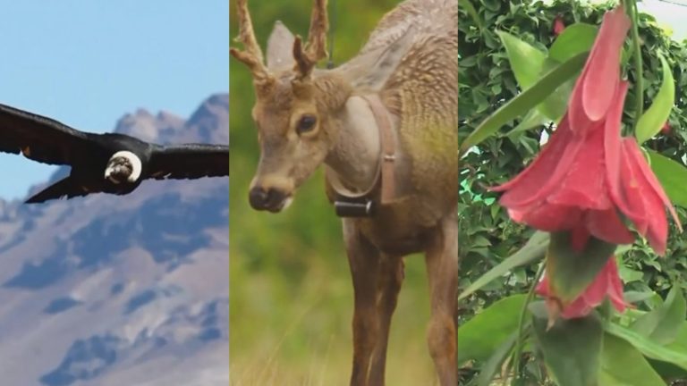 Huemul, cóndor y copihue en peligro de extinción por la sequía y el cambio climático