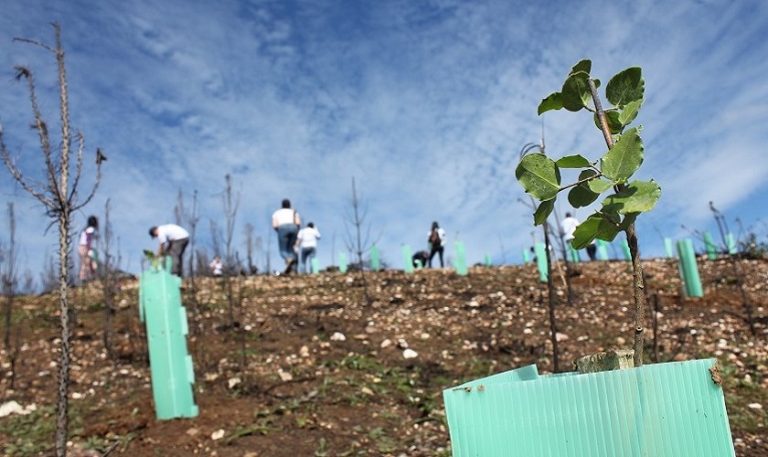 “Un auto, un árbol”: La campaña que ha donado más de 10 mil árboles nativos para combatir el cambio climático