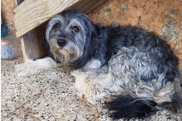 Tiene enfermedad degenerativa y se le perdió su amado perro: Sale todos los días a buscarlo en silla de ruedas