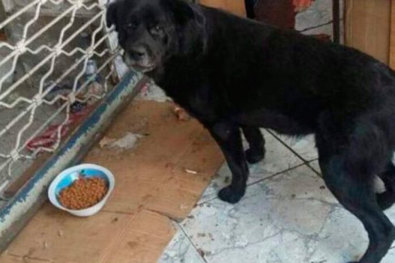 Dictan sentencia para los autores de las agresiones a “Cholito” y “Rocky”