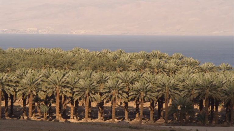 Verde en pleno desierto: Así enfrentaron la falta de agua y lograron cultivar en Israel