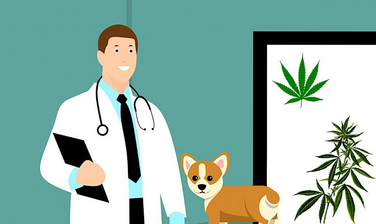 Fundación Daya promueve Jornada Veterinaria para el uso medicinal de la marihuana en perros y gatos