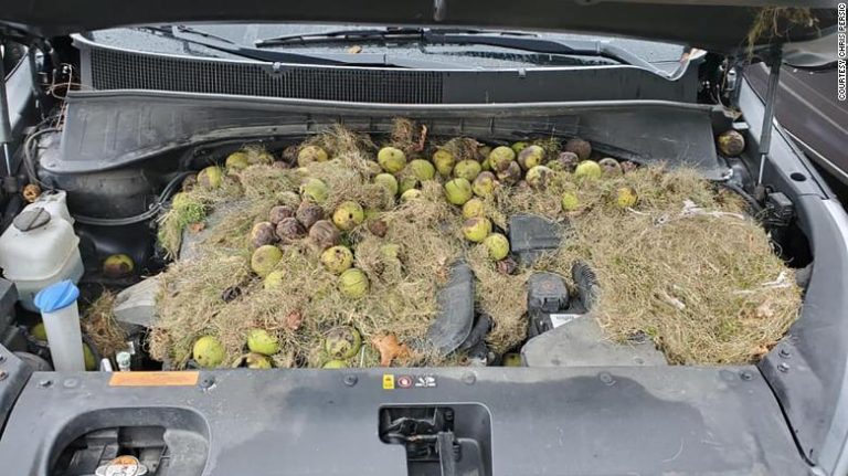 No entendía nada: Un hombre encontró más de 200 nueces debajo del capó de su auto