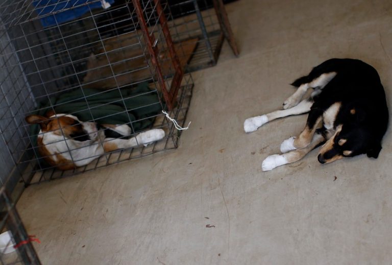 Investigan muerte de 11 perros rescatados: Habrían sido envenenados con potente pesticida