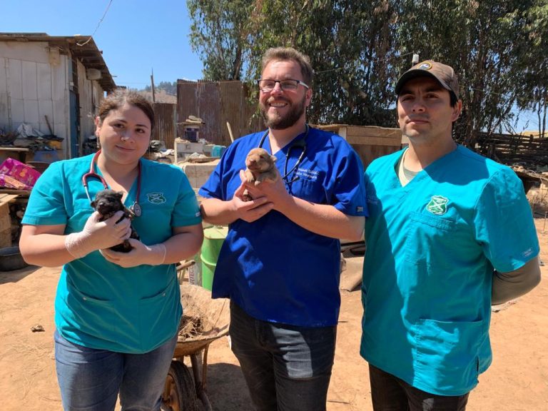 Carabineros rescata a más de 50 perros maltratados en Reñaca Alto