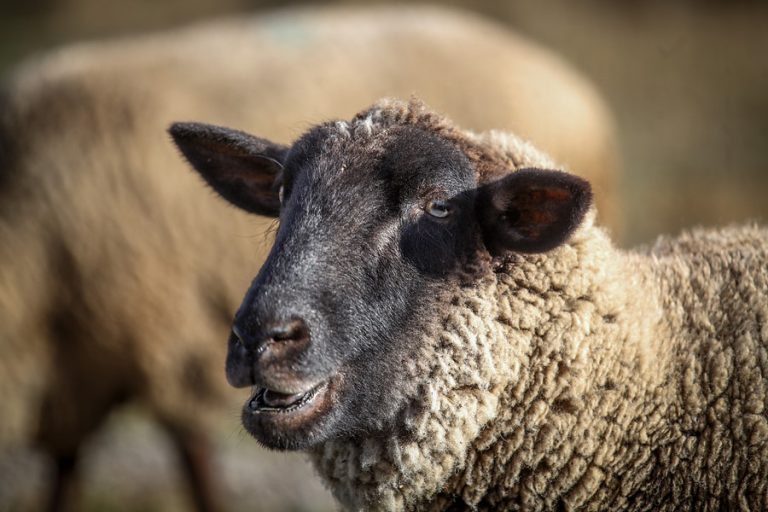 Crisis hídrica: 200 ovejas pastarán en corral del parque Padre Hurtado durante el verano