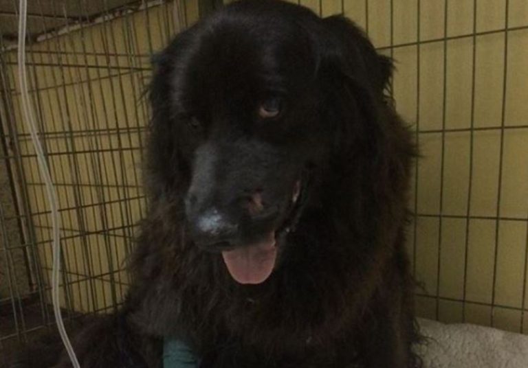 Patrulla de Carabineros atropella a Pablito, un querido perro callejero de Valparaíso