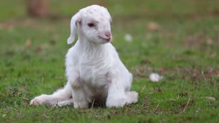Crueldad total: Denuncian que escolares mataron a un chivo con palos y lo grabaron en video