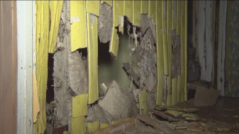 11 viviendas con daños: Encuentran hongo que destruye madera de casas y tiene en alerta a vecinos