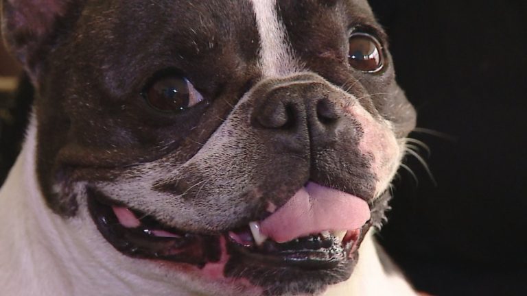 Ahora también para perros y gatos: Los beneficios de la cannabis medicinal en mascotas