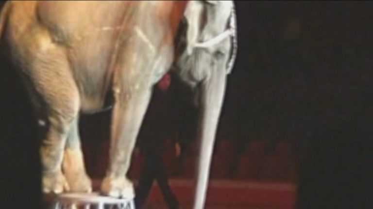 Liberan a la elefanta Ramba tras toda su vida de cautiverio y abusos en un circo