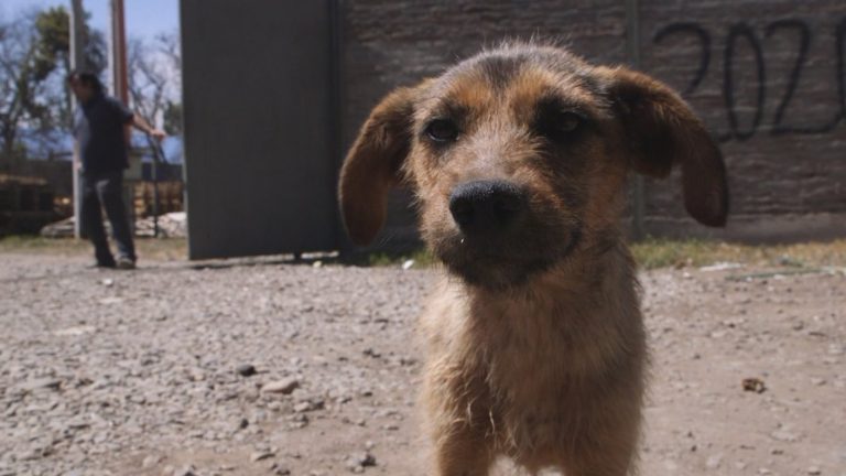 Hay 300 mil perros abandonados: La críticas a la ley de tenencia responsable de mascotas