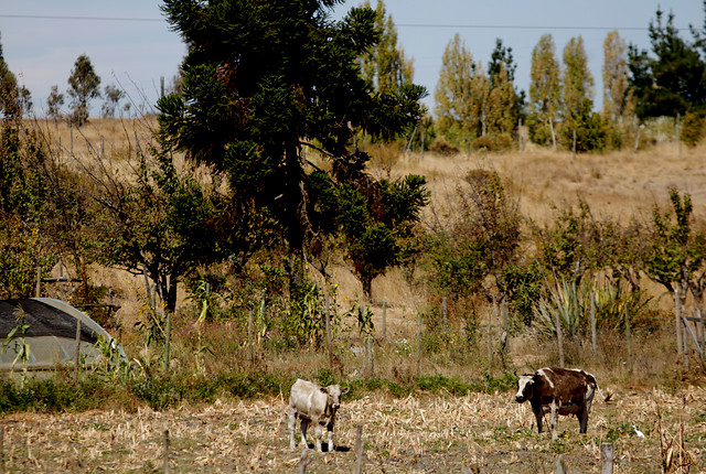 Cambio Climático: Magallanes se transforma en la capital medioambiental de Chile